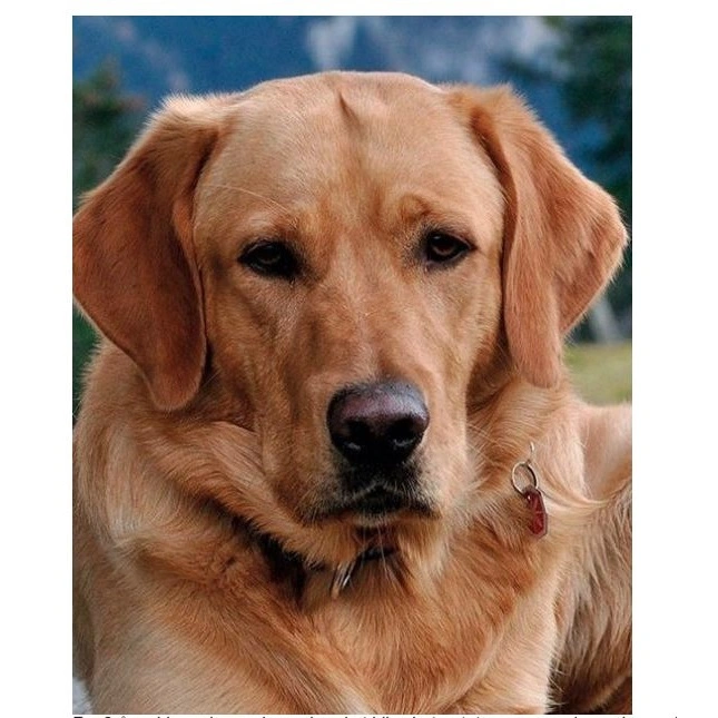 Pleje af ældre hunde (Senior)